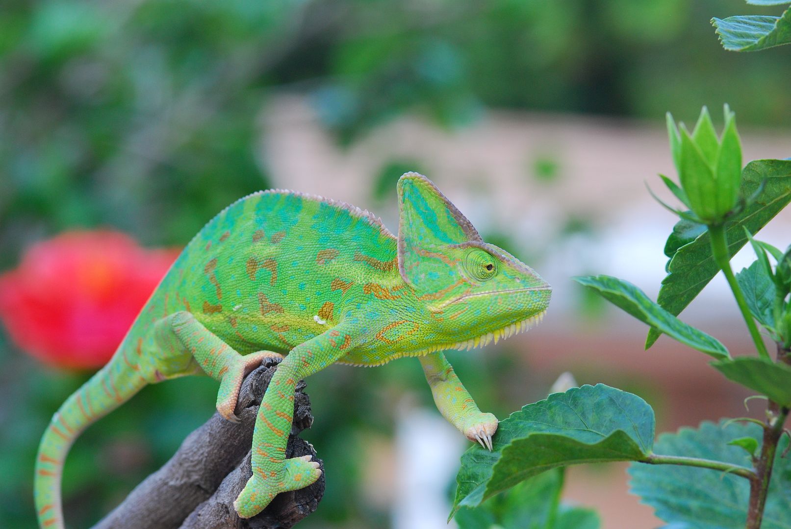 Update On My Guys With Pictures Chameleon Forums Update On My Guys With Pictures Chameleon Forums