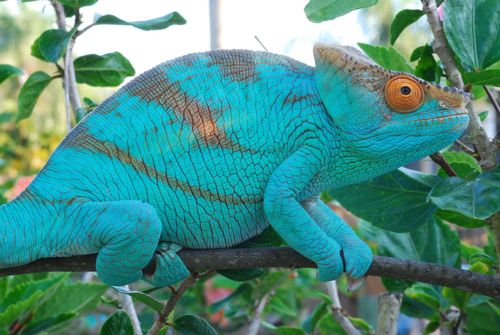 chameleons04262014067_zpsb4979c09.jpg