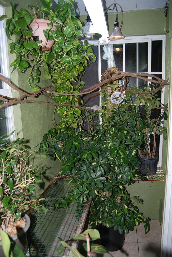 Coopersroom1214017_zps8895fbb6.jpg