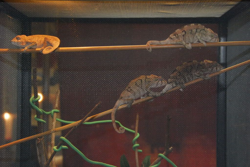 FIREreptileshow91711121.jpg