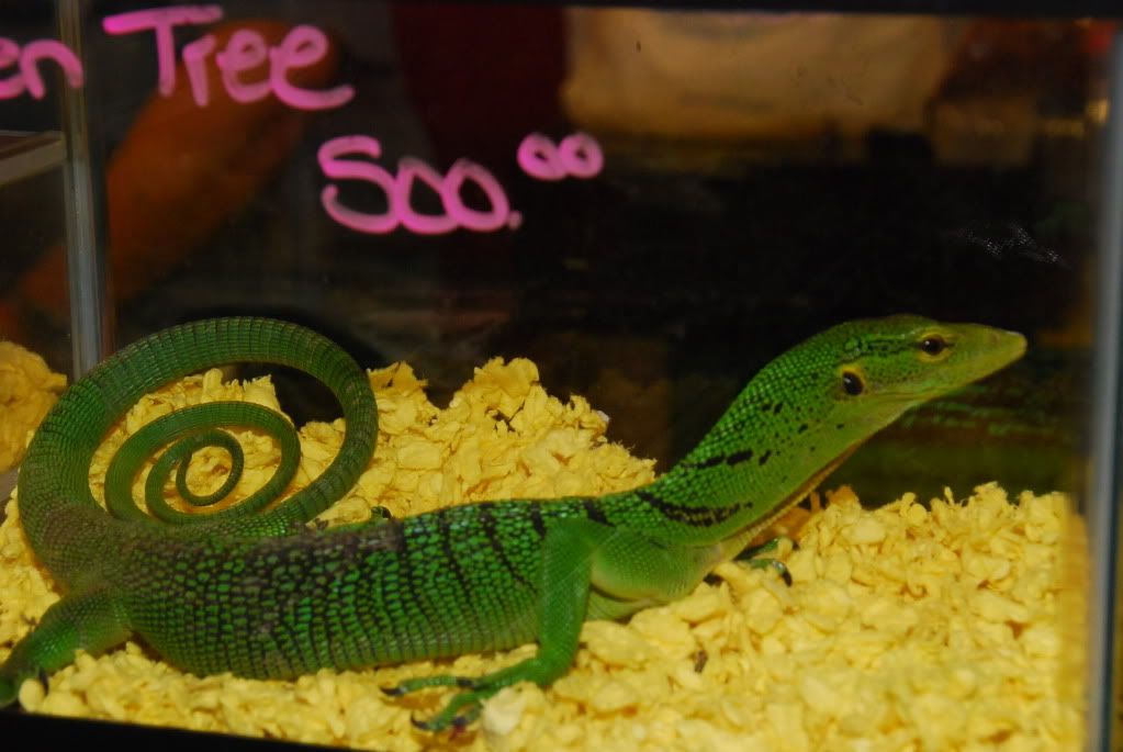 FIREreptileshow91711171.jpg