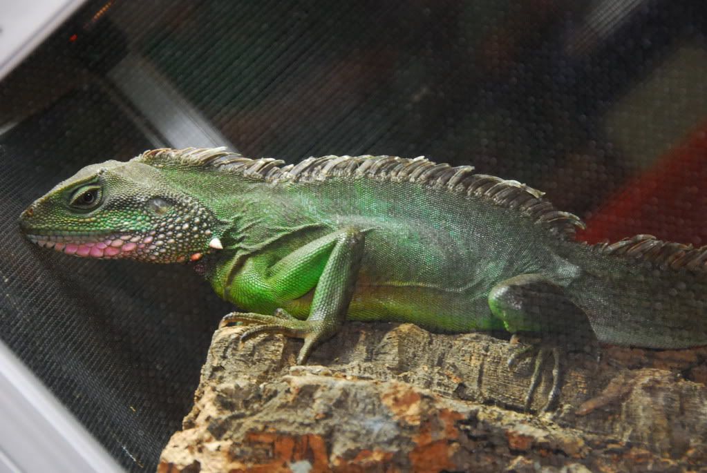 FIREreptileshow91711195.jpg