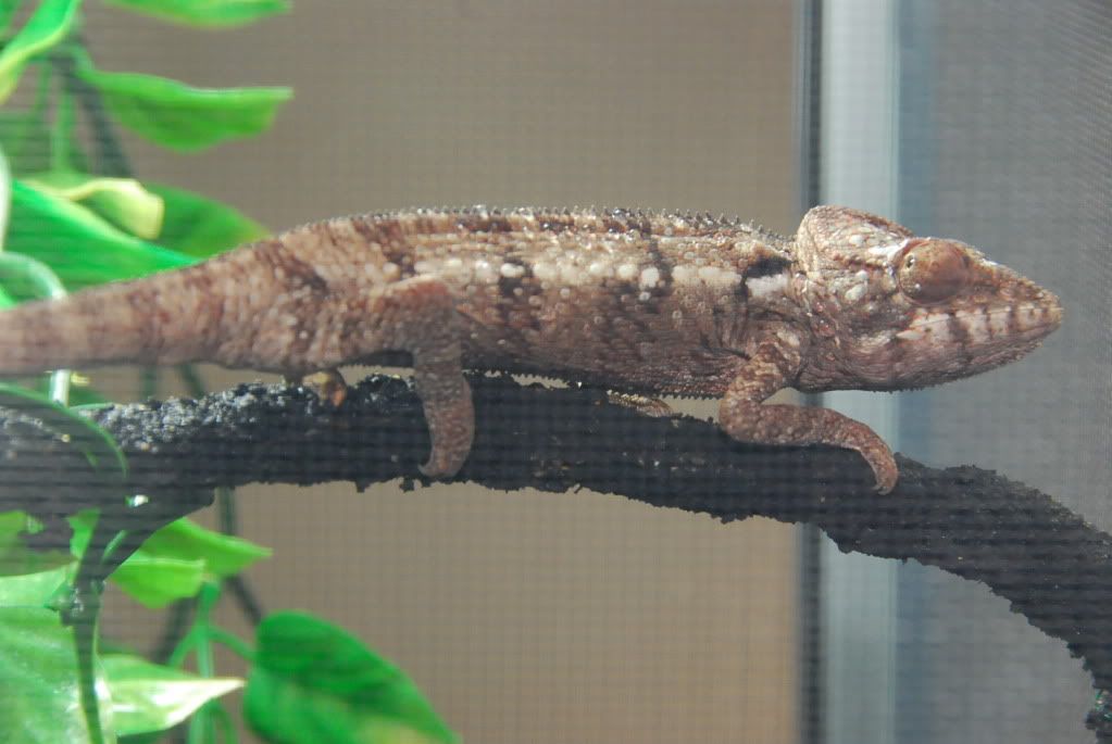 FIREreptileshow91711216.jpg