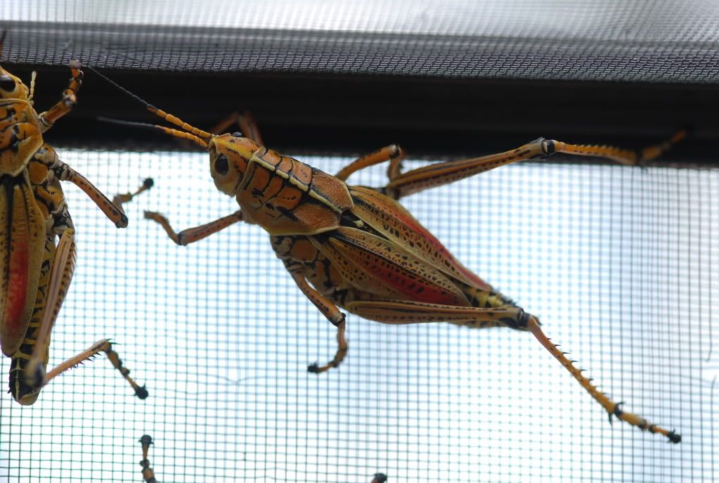 grasshopper003.jpg