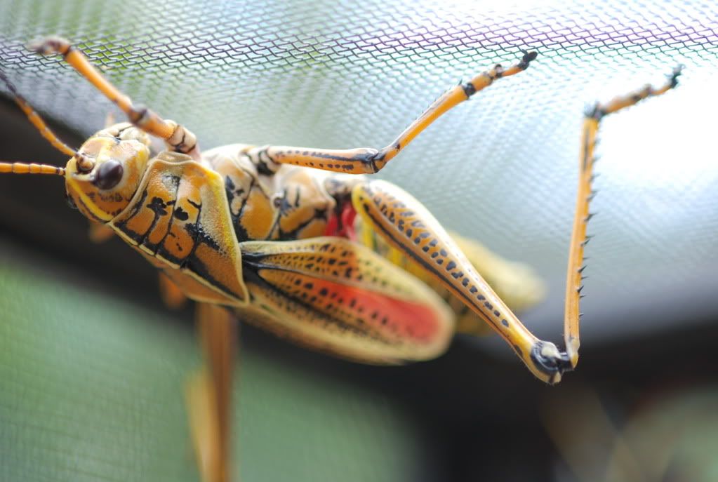 grasshopper006.jpg