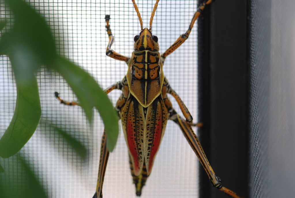 grasshopper013.jpg