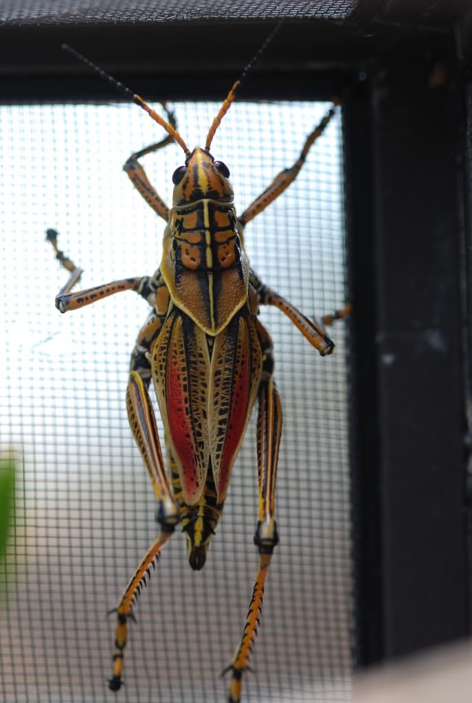 grasshopper020.jpg