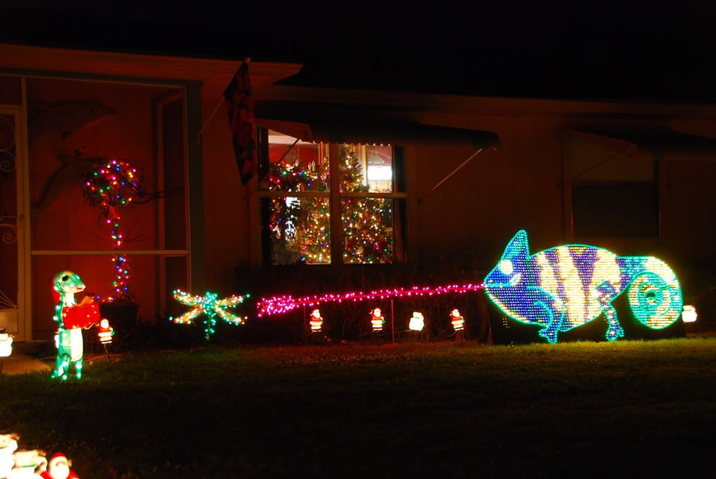 MantiseatingandChristmaslights121111578.jpg