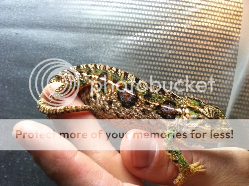 Carpet Color Changes Chameleon Forums