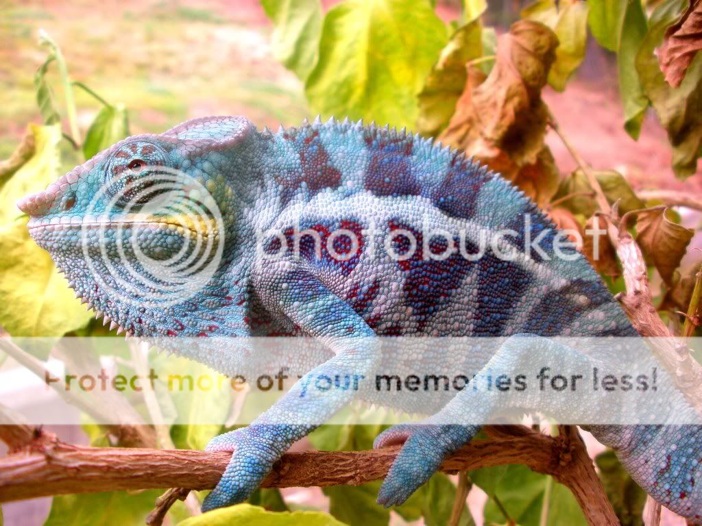 blueinthesunshine.jpg