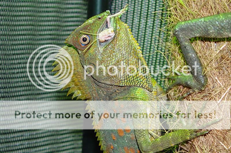 Gonocephalus gonocephalus grandis angle head lizard Chameleon Forums