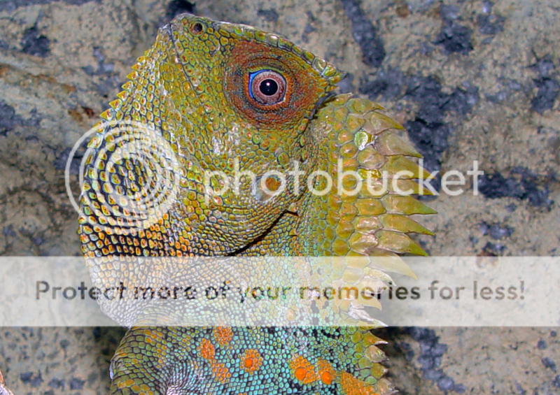 Gonocephalus chamaeleontinus Gonocephalus chamaeleontinus Chameleon Forums