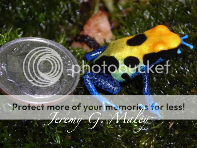 9-30-08dartfrogs013-4.jpg