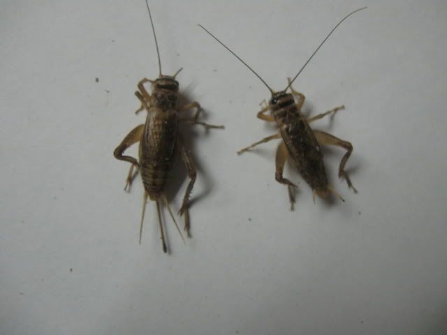 Crickets008.jpg