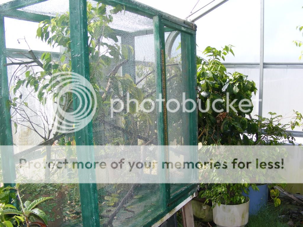 greenhouse005.jpg