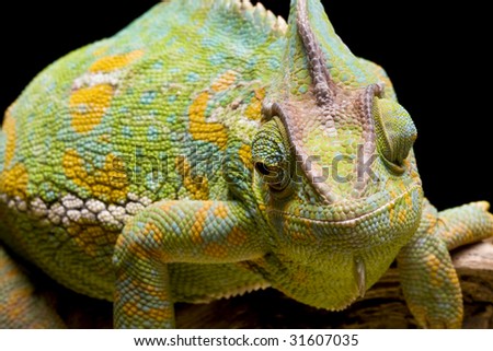 stock-photo-yemen-veiled-chameleon-31607035.jpg