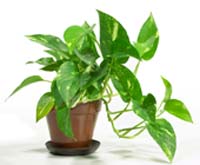 potted-pothos.jpg