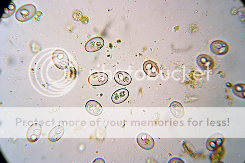 Coccidia400x.jpg