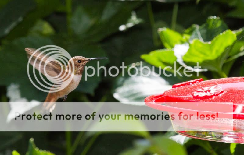 Hummingbird05-01-11.jpg