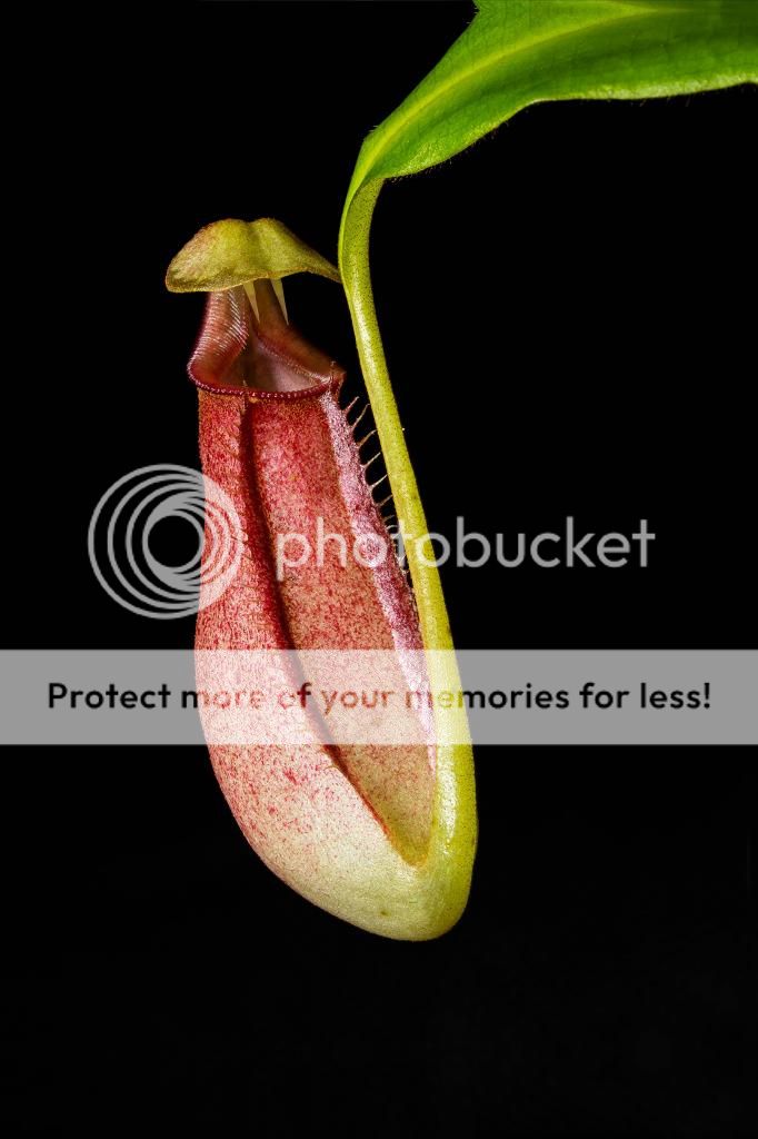 PitcherPlant_zpsc5cf8721.jpg