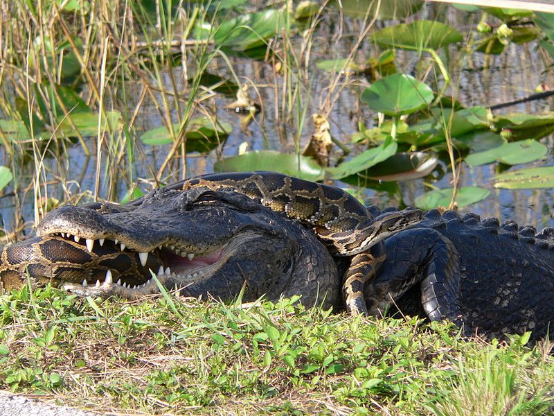 800px-Gator_and_Python.jpg