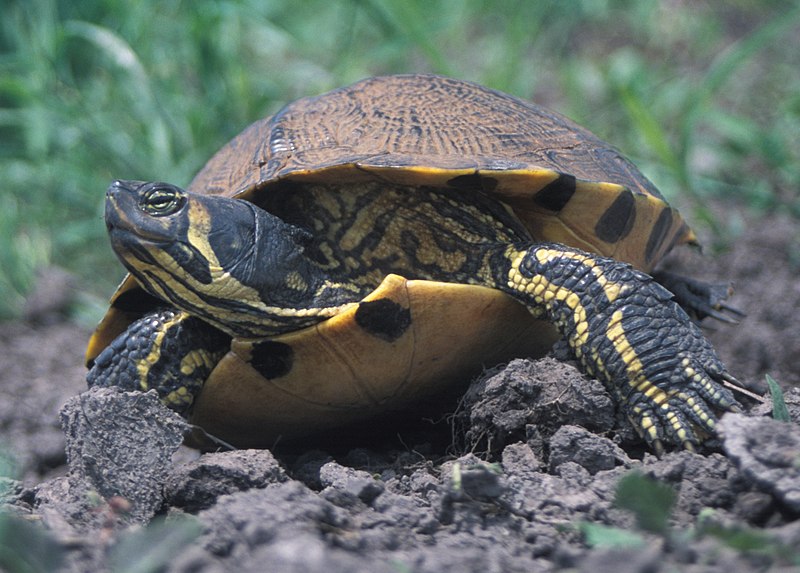 800px-Yellow-bellied_Slider_2.jpg