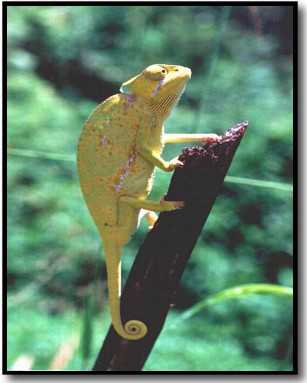 chameleon%20picture.jpg