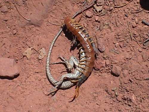 Can Chameleons Eat Centipedes?