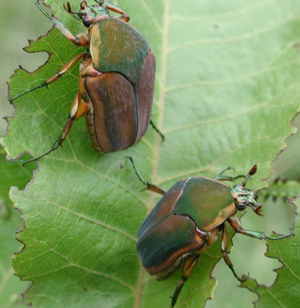 Green_june_beetle.jpg