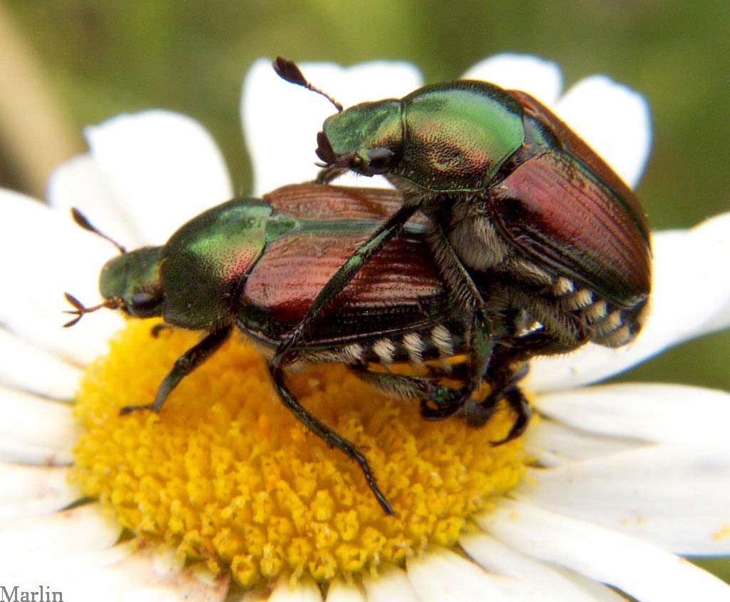 japanese_beetle_12.jpg