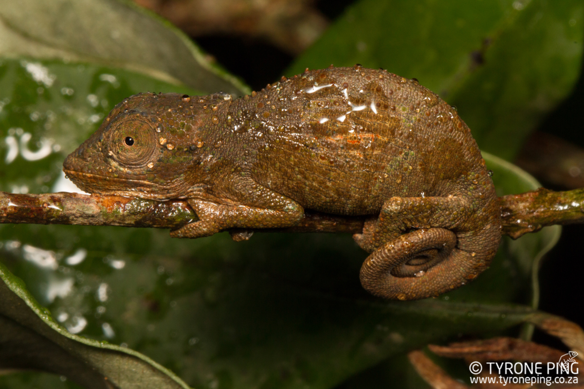 Bradypodion-caeruleogula_Tyrone_Ping_2017_WM-5.jpg
