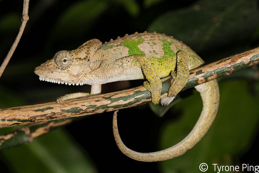 Bradypodion-caffer-Transkei-Dwarf-Chameleon.-From-Port-St-Johns-Eastern-Cape.-1024x683.jpg