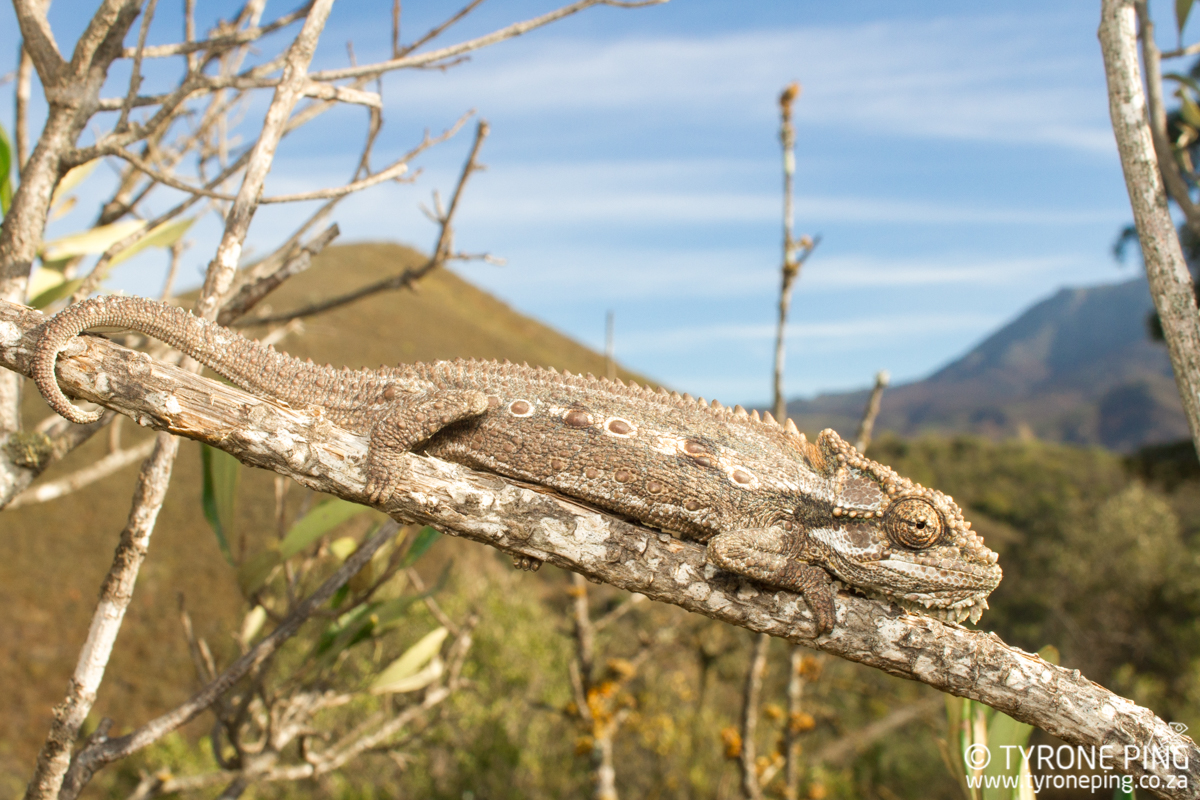 Bradypodion_gutturale_Little_Karoo_Dwarf_Chameleon_©_Tyrone_Ping_2017WM-10.jpg