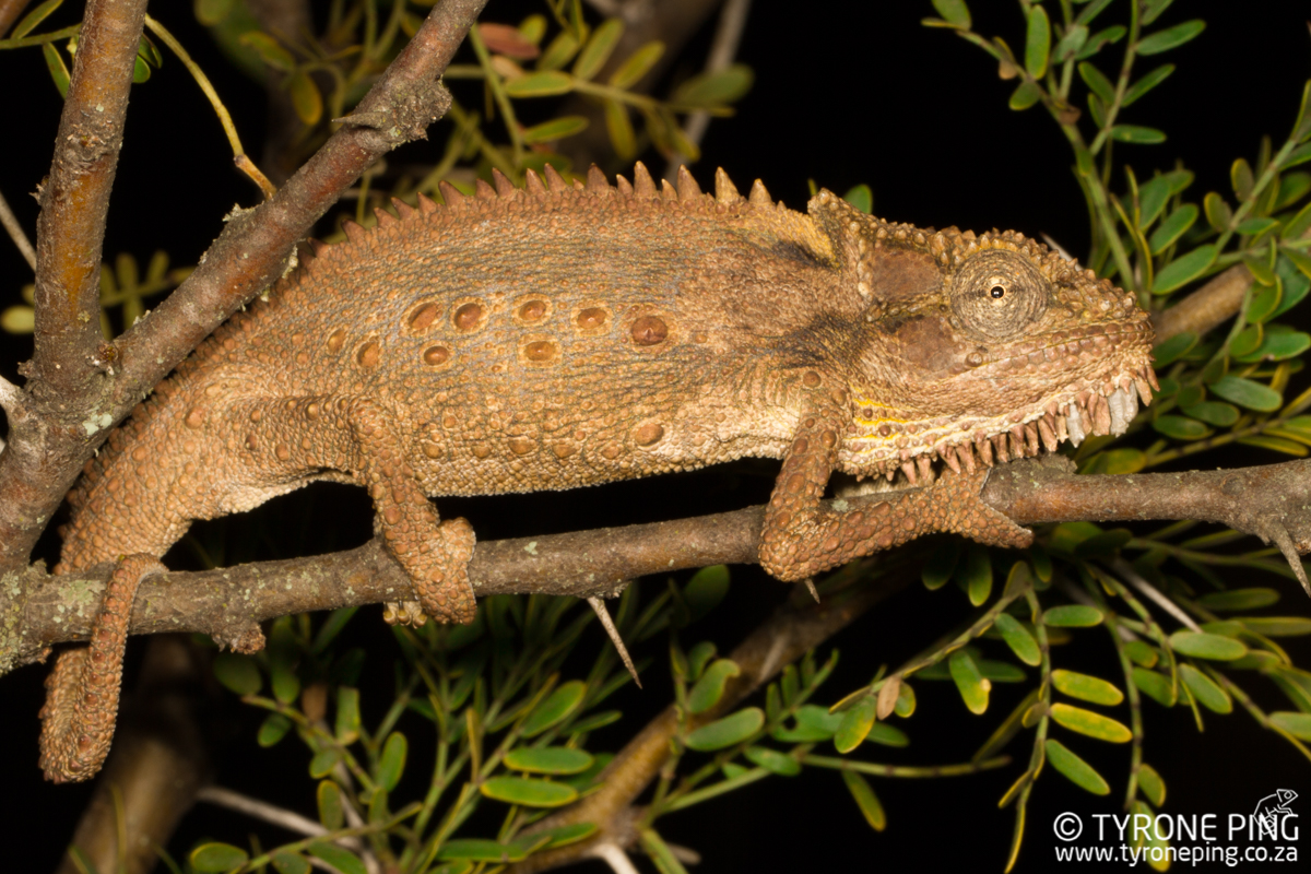 Bradypodion_gutturale_Little_Karoo_Dwarf_Chameleon_©_Tyrone_Ping_2017WM-4.jpg