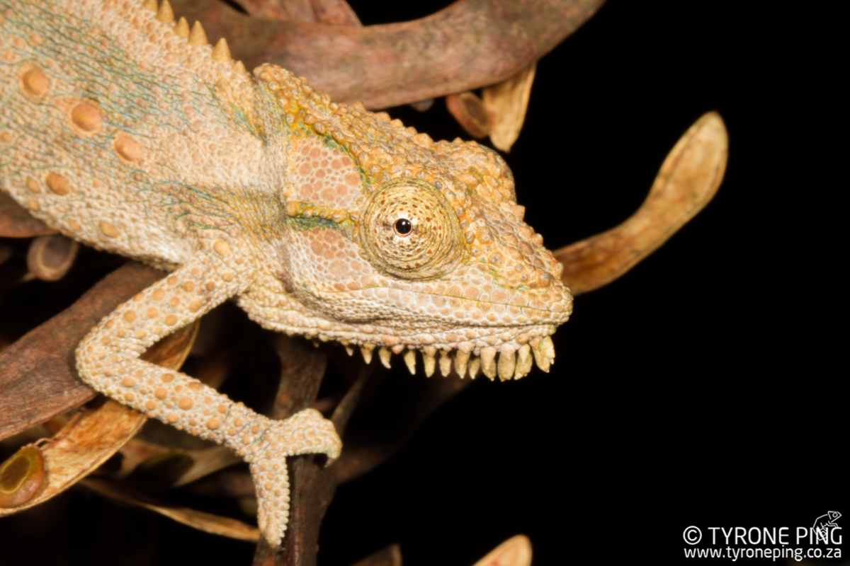 Bradypodion_gutturale_Little_Karoo_Dwarf_Chameleon_©_Tyrone_Ping_2017WM-7.jpg