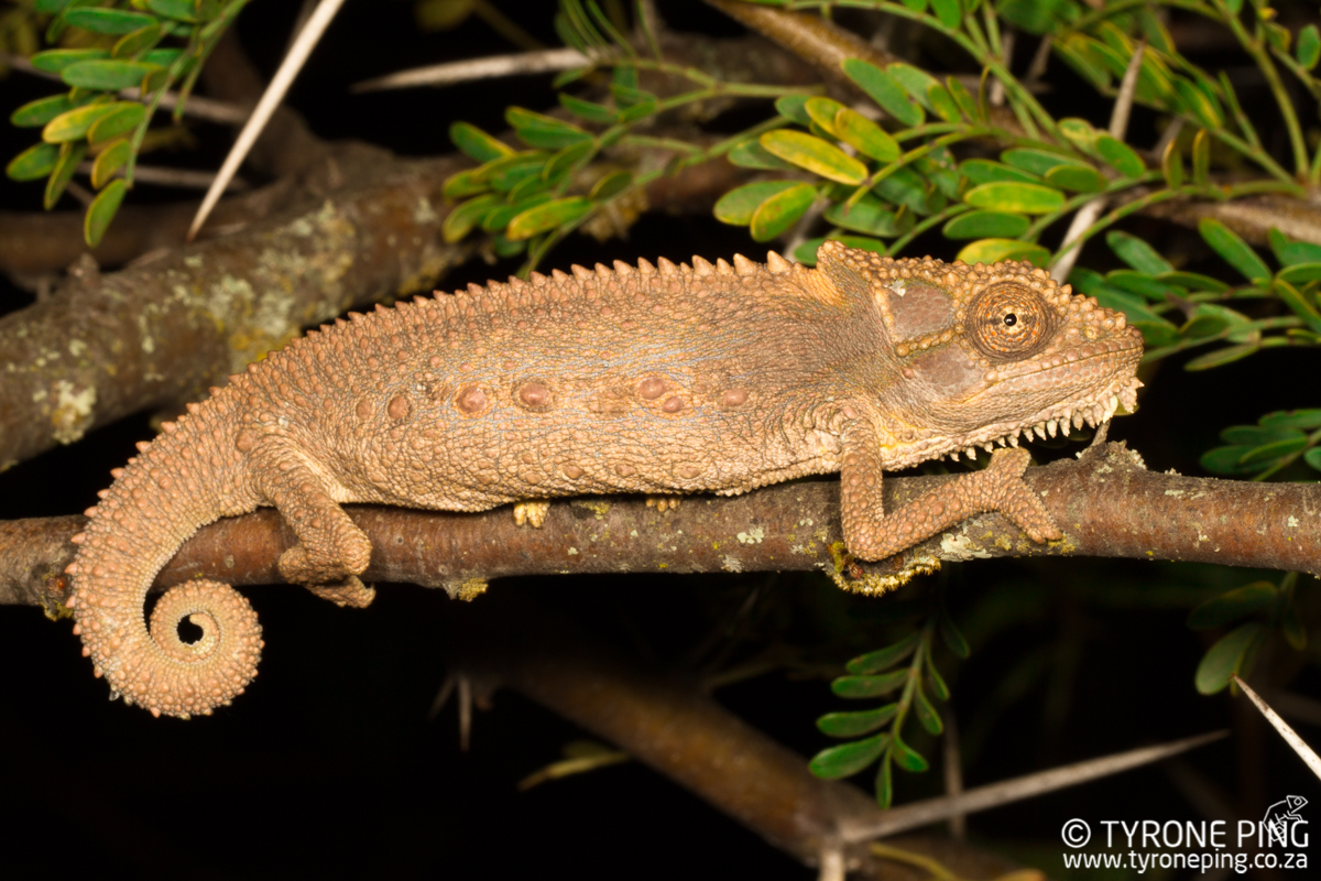 Bradypodion_gutturale_Little_Karoo_Dwarf_Chameleon_©_Tyrone_Ping_2017WM.jpg