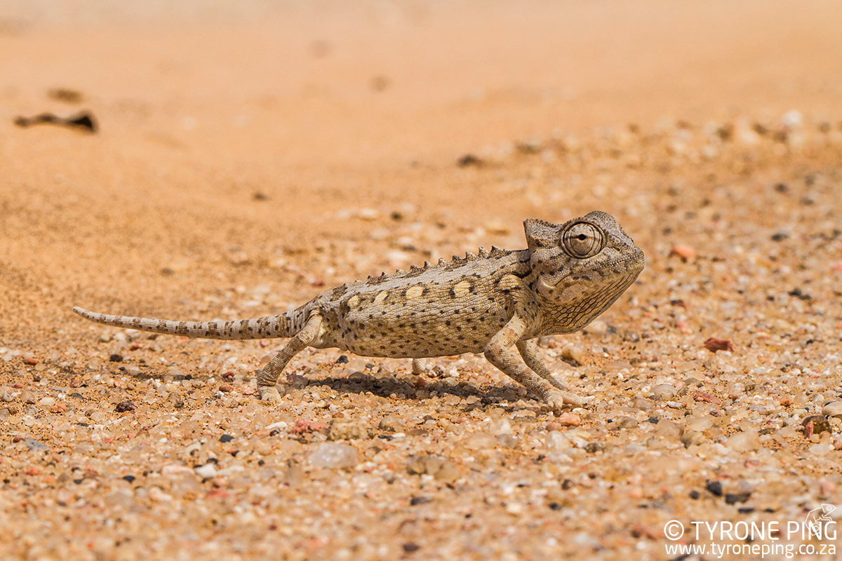 Chamaeleo-namaquensis_Tyrone_Ping_2016-3WM.jpg