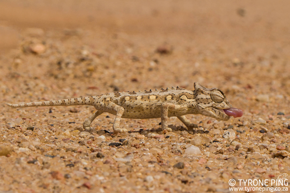 Chamaeleo-namaquensis_Tyrone_Ping_2016-4WM.jpg
