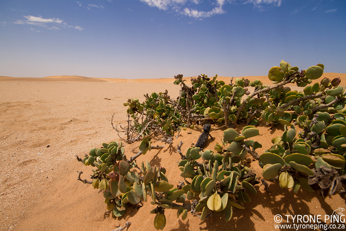 Chamaeleo-namaquensis_Tyrone_Ping_2016-6WM.jpg