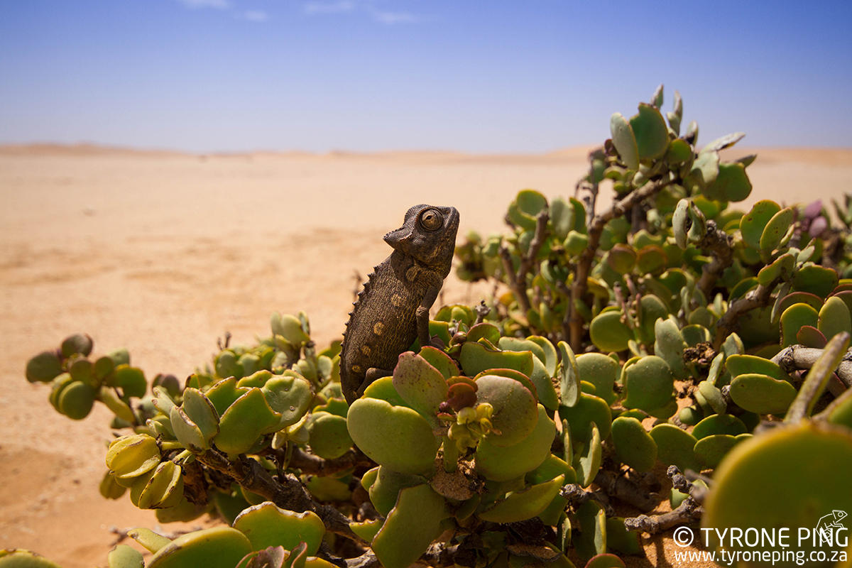 Chamaeleo-namaquensis_Tyrone_Ping_2016-8WM.jpg