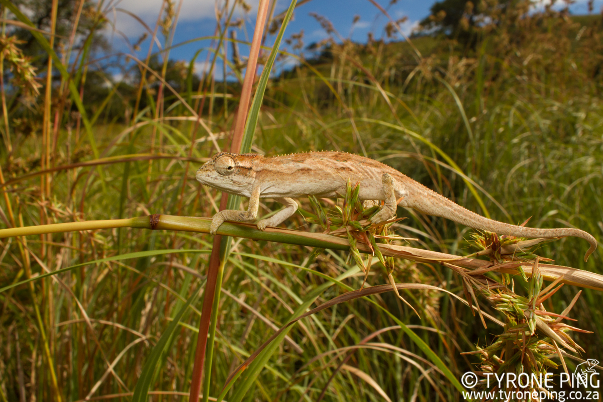 Bradypodion-kentanicum_-Kentani-dwarf-chameleon-©-Tyrone-Ping_2017-WM-15.jpg