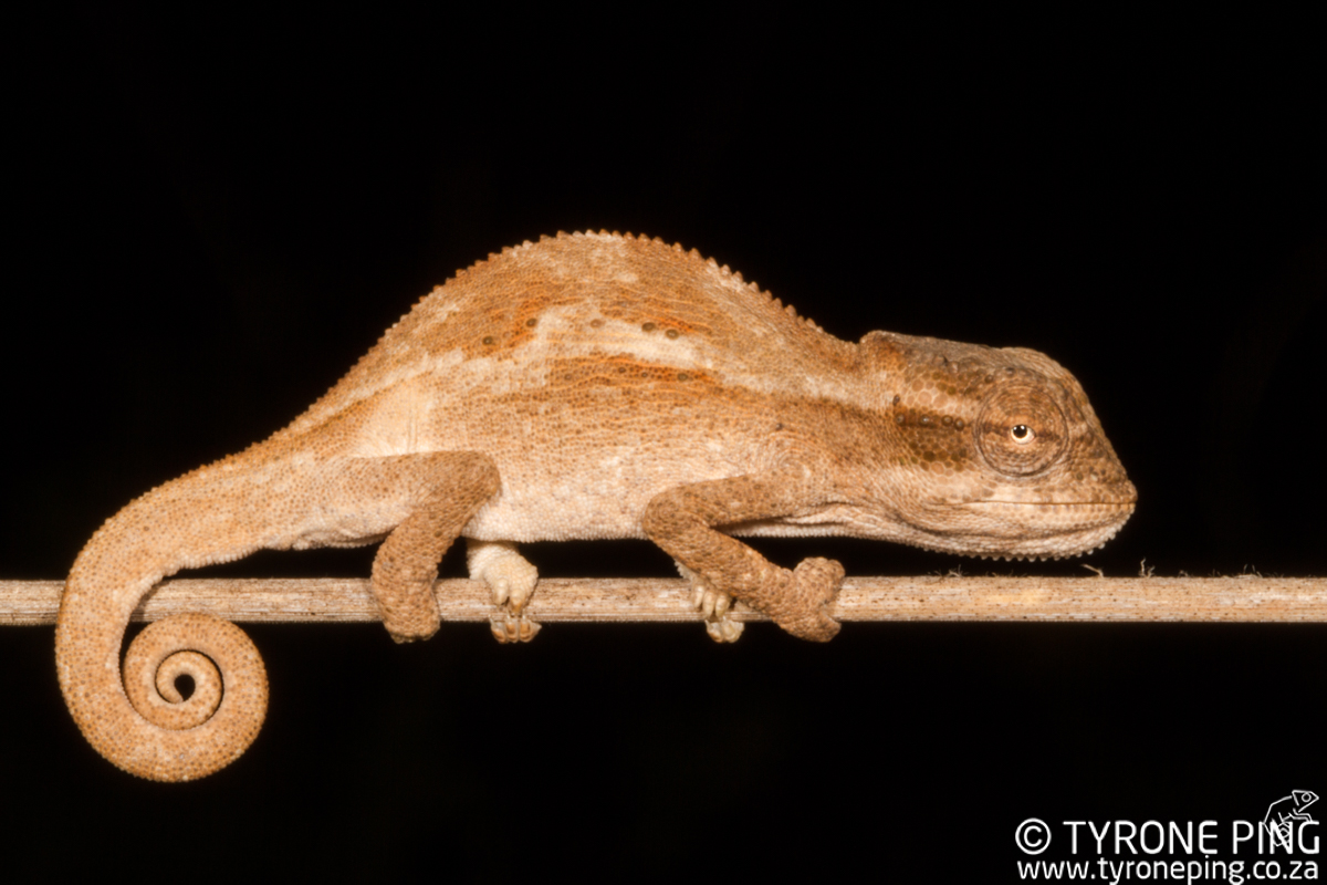 Bradypodion-kentanicum_-Kentani-dwarf-chameleon-©-Tyrone-Ping_2017-WM-4.jpg