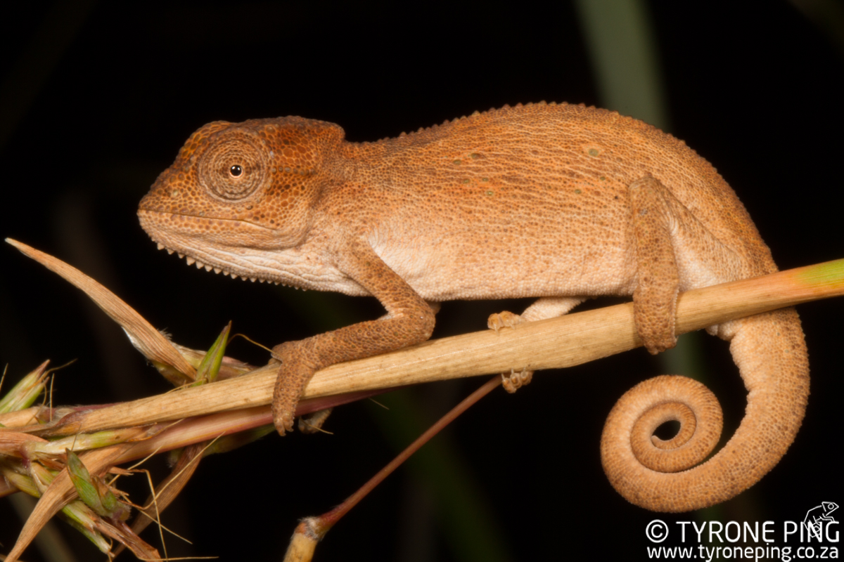 Bradypodion-kentanicum_-Kentani-dwarf-chameleon-©-Tyrone-Ping_2017-WM-6.jpg
