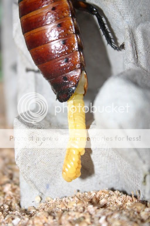 Dubia Egg Sack Question | Chameleon Forums