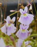 Utricularia sandersonii