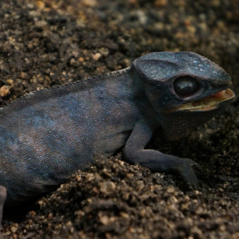 female panther chameleon in egg binding distress