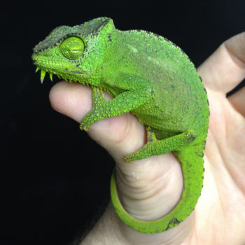 Chameleon sleeping on hand