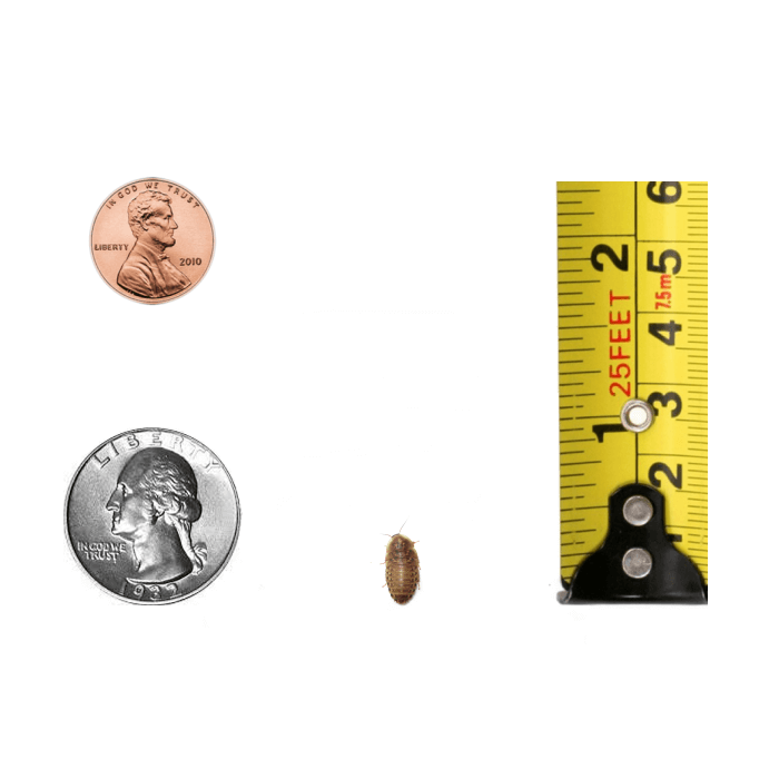 quarter-inch-dubia-roach-size-comparison.png