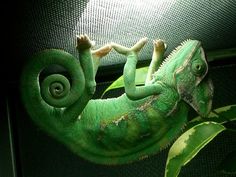 e80e2e803c1547f433a7e2def3f14bbf--chameleon-care-veiled-chameleon.jpg