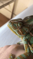 lizard winston GIF by Zack Kantor